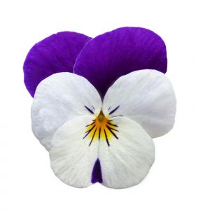 Viola cornuta CORNET - White Violet