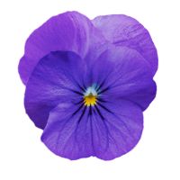 Viola cornuta CORNET - True Blue