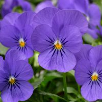 Viola cornuta CORNET - True Blue