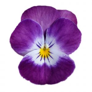 Viola cornuta CORNET - Purple Rose Wing
