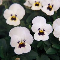 Viola cornuta CORNET - White Eye