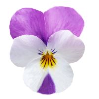 Viola cornuta CORNET - Persian Pink