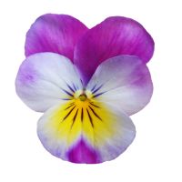 Viola cornuta CORNET - White Rose - Wing