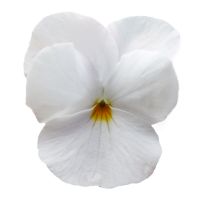 Viola cornuta CORNET - White