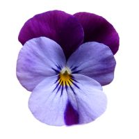 Viola cornuta CORNET - Lilac Purple Wing