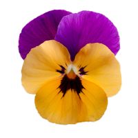 Viola cornuta CORNET - Orange Violet - Wing
