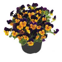 Viola cornuta CORNET - Orange Violet - Wing