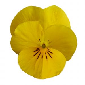 Viola cornuta CORNET - Yellow