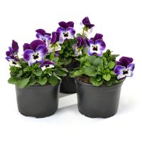 Viola cornuta CORNET - Purple Face