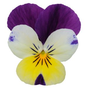 Viola cornuta CORNET - Lemon Royale