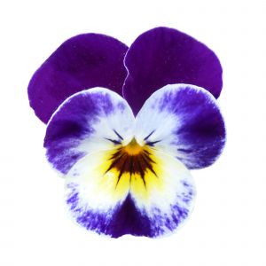 Viola cornuta CORNET - Jolly Face