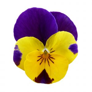Viola cornuta CORNET - Gold Purple Wing