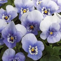Viola cornuta CORNET - Marina