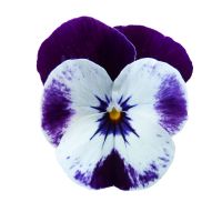 Viola cornuta CORNET - Mickey