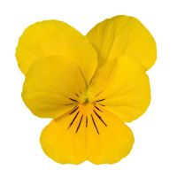 Viola cornuta COLGANTE - Golden Yellow