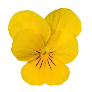 Viola cornuta COLGANTE - Golden Yellow