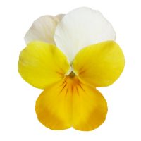 Viola cornuta COLGANTE - Yellow Beacon