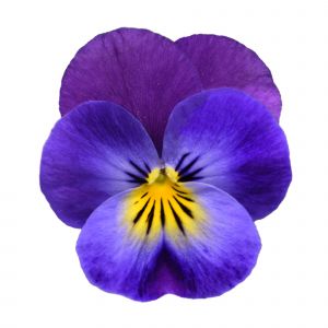 Viola cornuta COLGANTE - Lavender Beacon