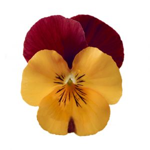 Viola cornuta COLGANTE - Orange Red Wing