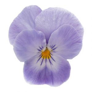 Viola cornuta COLGANTE - Lavender Pink