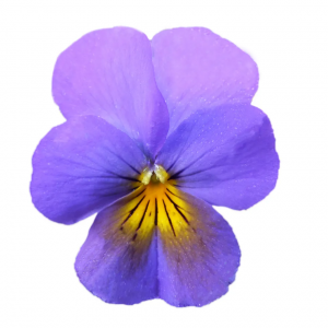 Viola cornuta COLGANTE - Blue with Yellow