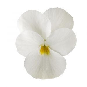 Viola cornuta COLGANTE - Pure White