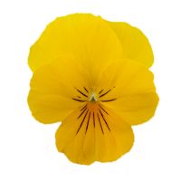 Viola wittrockiana FREEFALL - Golden Yellow
