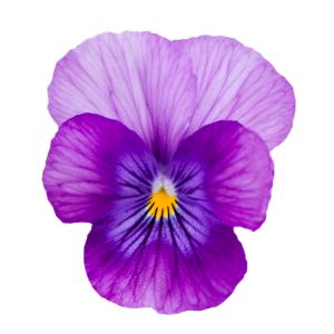 Viola wittrockiana FREEFALL - Lavender