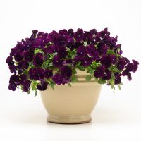 Viola wittrockiana COOL WAVE - Purple