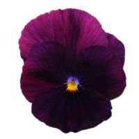 Viola wittrockiana COOL WAVE - Purple