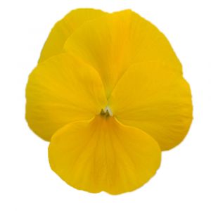 Viola wittrockiana COOL WAVE - Golden Yellow