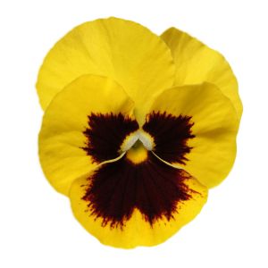 Viola wittrockiana PANOLA XP - Yellow Blotch