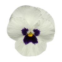 Viola wittrockiana PANOLA XP - White with Blotch