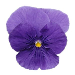 Viola wittrockiana PANOLA XP - True Blue
