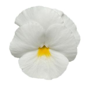 Viola wittrockiana PANOLA XP - White