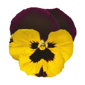 Viola wittrockiana PANOLA XP - Yellow & Purple