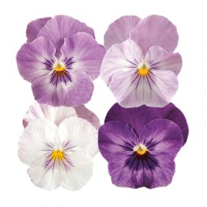 Viola wittrockiana PANOLA XP - Lilac Shades