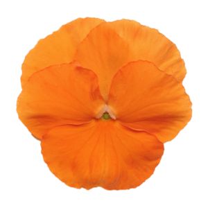 Viola wittrockiana PANOLA XP - Deep Orange
