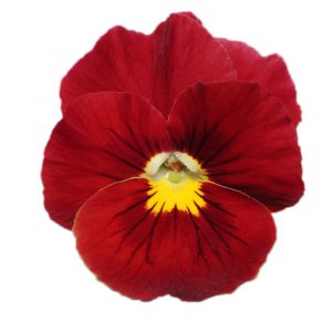 Viola wittrockiana PANOLA XP - Scarlet