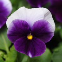 Viola wittrockiana PANOLA XP - Beaconsfield