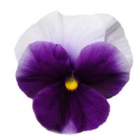 Viola wittrockiana PANOLA XP - Beaconsfield