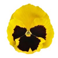 Viola wittrockiana INSIPIRE+ - Yellow Blotch