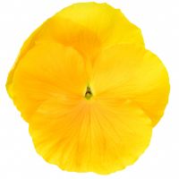 Viola wittrockiana INSIPIRE+ - Yellow