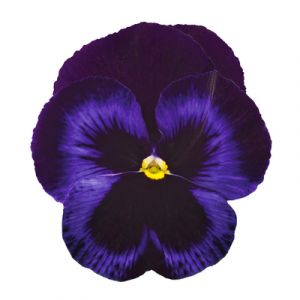 Viola wittrockiana INSIPIRE+ - Blue Velvet