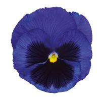 Viola wittrockiana INSIPIRE+ - Blue Blotch
