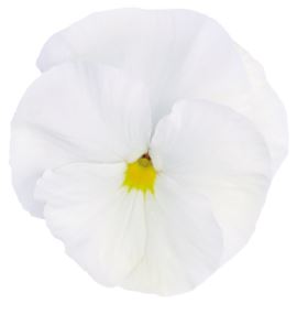 Viola wittrockiana INSIPIRE+ - White