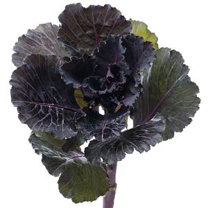 Brassica - Black Leaf