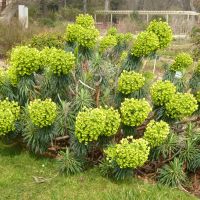Euphorbia characias subsp.  - Wulfenii