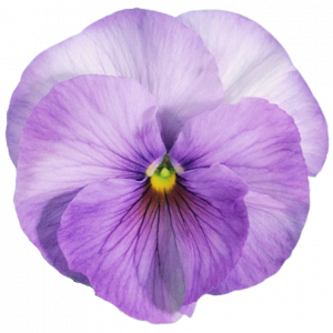 Viola wittrockiana INSIPIRE+ - Lilac Shades