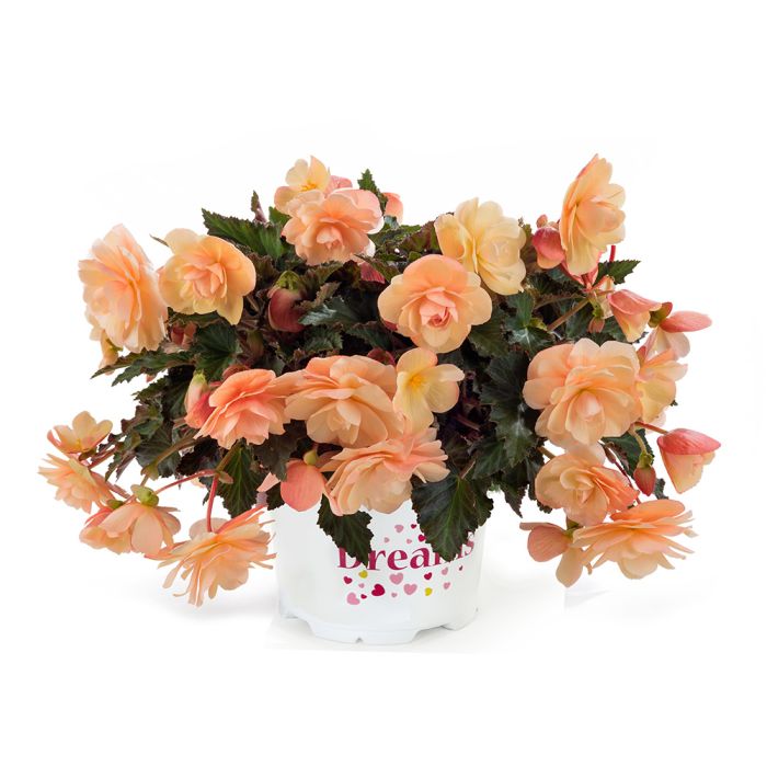 Begonia FRAGRANT FALLS – Peach – Jaunstādi